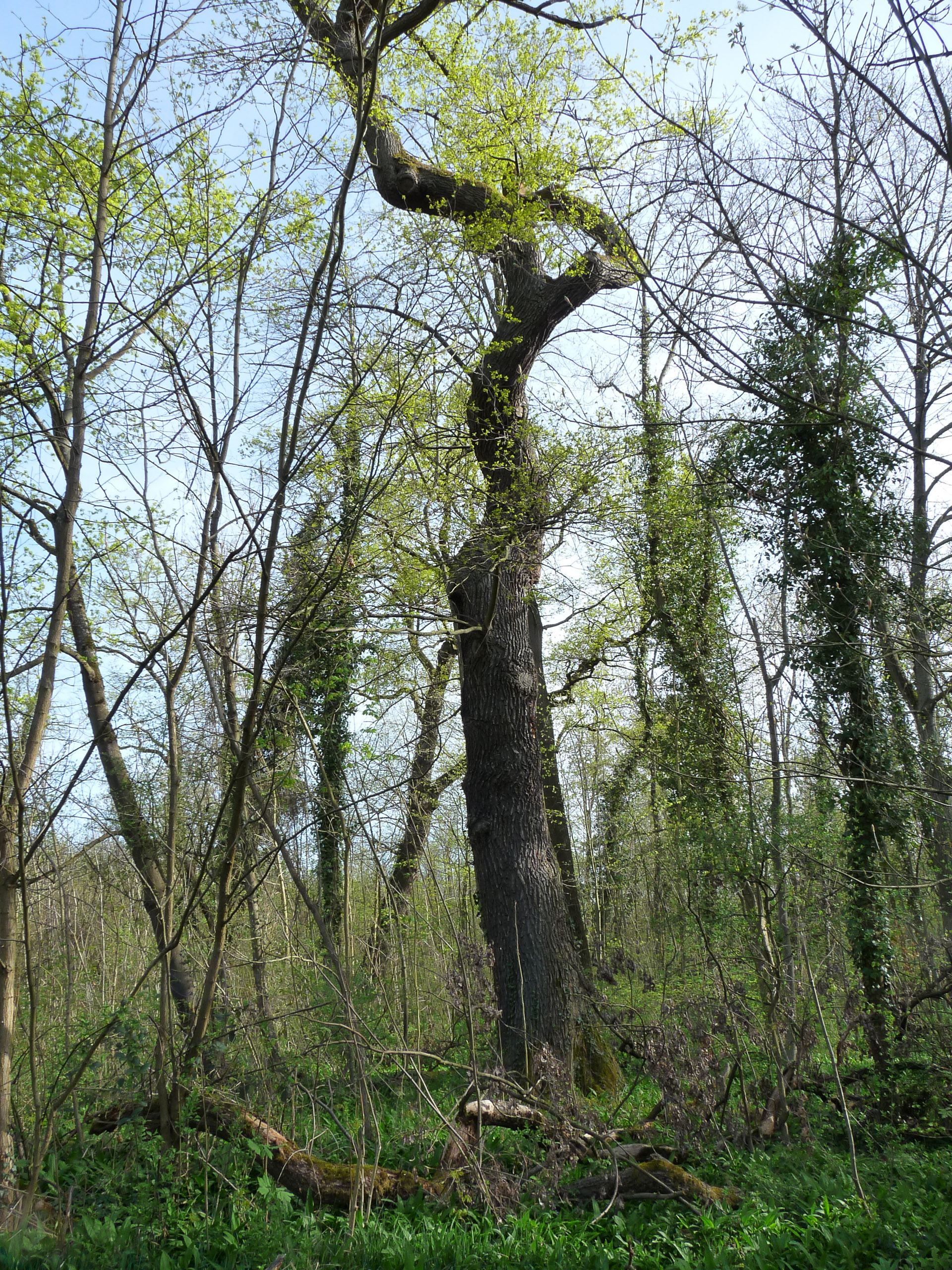 20180415094230 P1110098